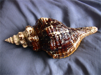 Beautiful Horse Conch seashell (Pleuroploca gigantea) 12" largev